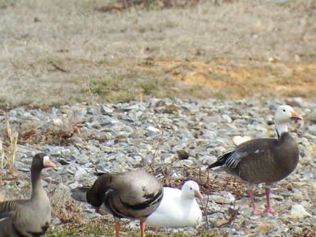 Greater White-fronted Geese, Ross's Goose, and blue-morph Snow Goose