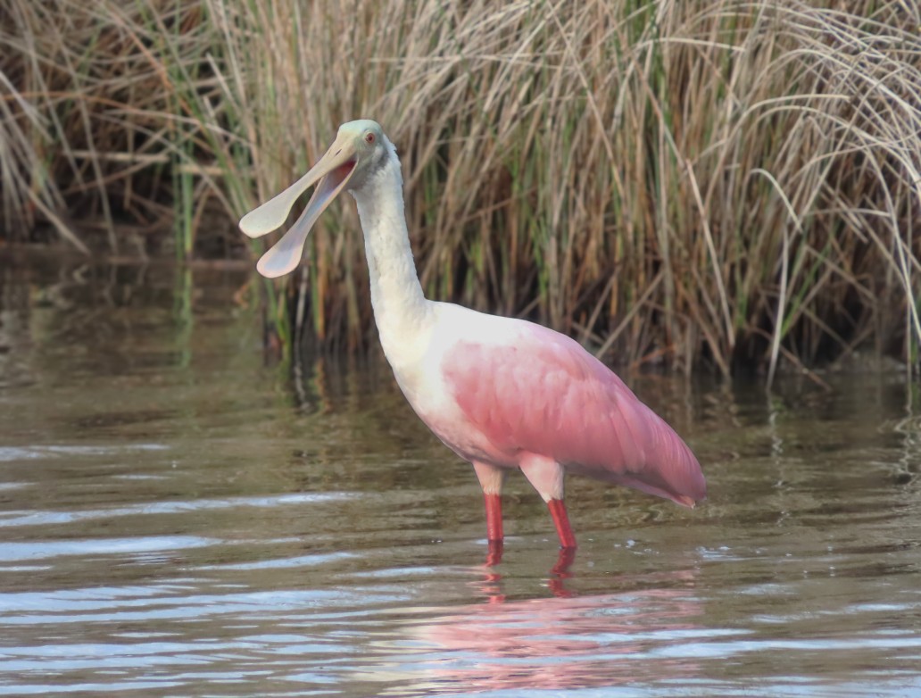 Roseate Spoonbill